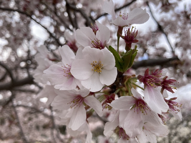 f:id:dachikusakun:20220403165959j:plain