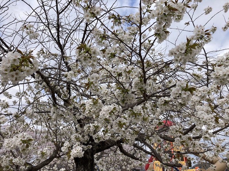 f:id:dachikusakun:20220403170003j:plain