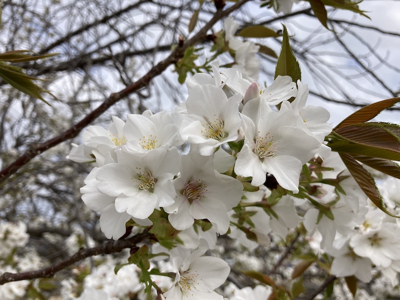 f:id:dachikusakun:20220403170006j:plain