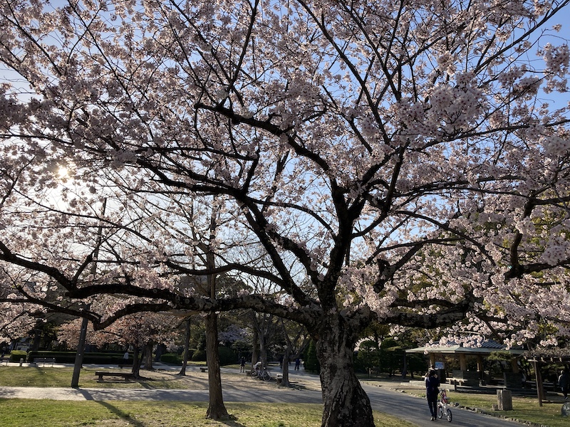 f:id:dachikusakun:20220404183855j:plain