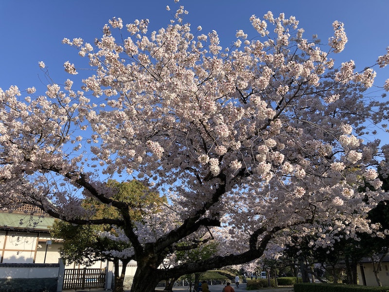 f:id:dachikusakun:20220404183902j:plain