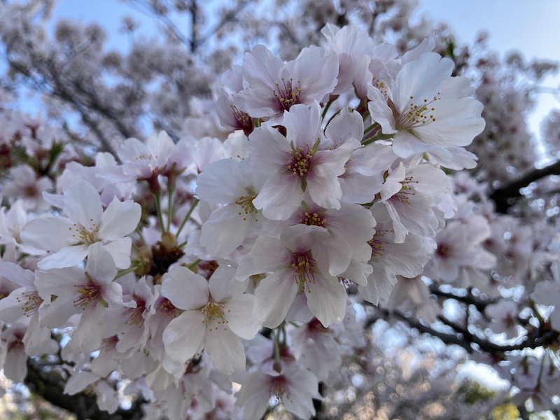 f:id:dachikusakun:20220404183909j:plain