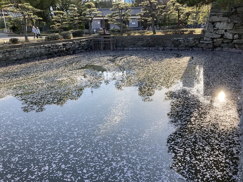 f:id:dachikusakun:20220404183926j:plain