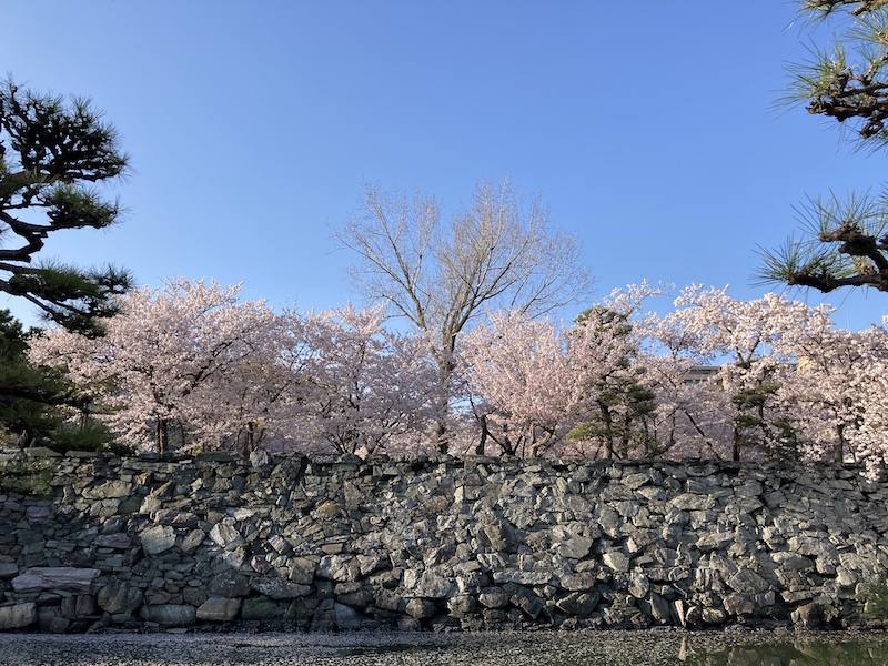 f:id:dachikusakun:20220404183933j:plain