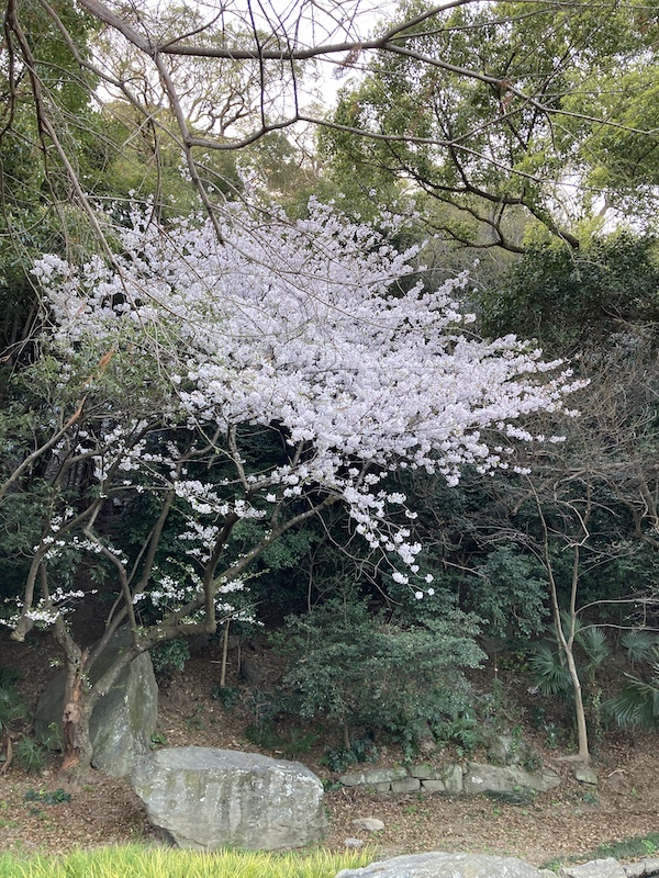 f:id:dachikusakun:20220404183956j:plain