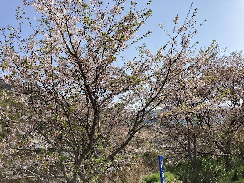 f:id:dachikusakun:20220409184352j:plain