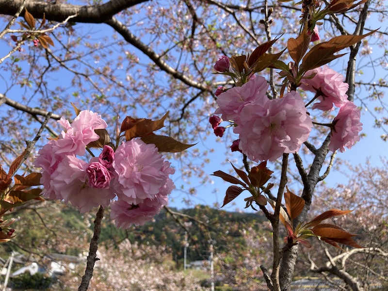 f:id:dachikusakun:20220409184359j:plain