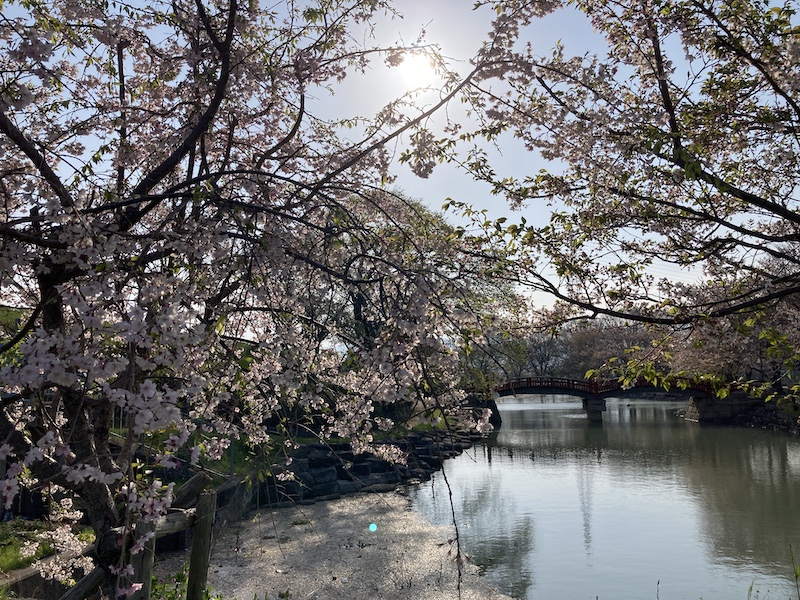 f:id:dachikusakun:20220409184455j:plain