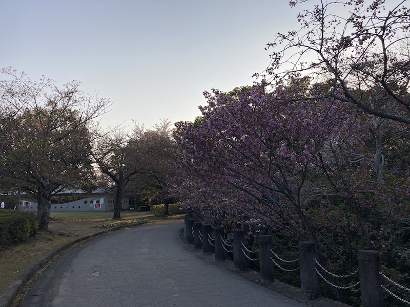 f:id:dachikusakun:20220409184617j:plain