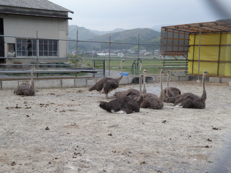 f:id:dachos-club:20110426174019j:image