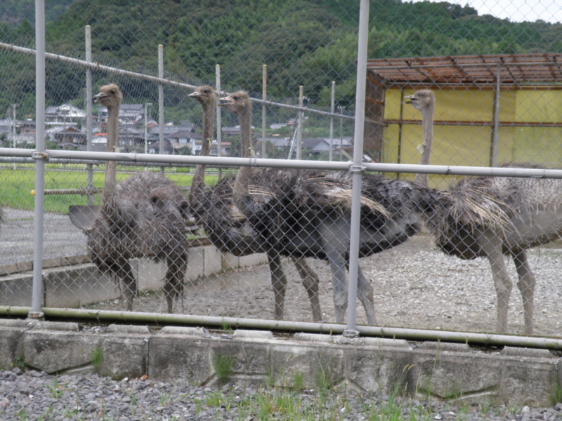 f:id:dachos-club:20120910130024j:image