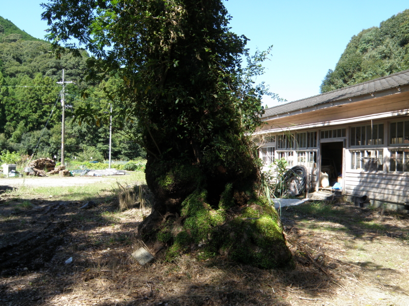 f:id:dachos-club:20120925105711j:image