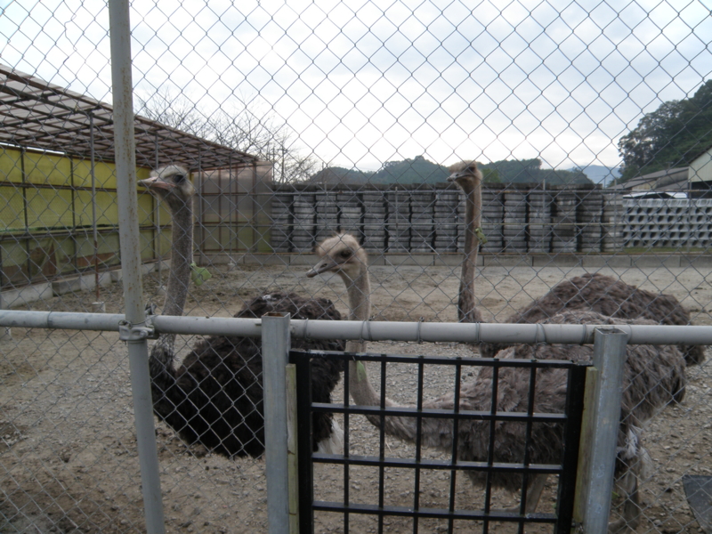 f:id:dachos-club:20121010083251j:image