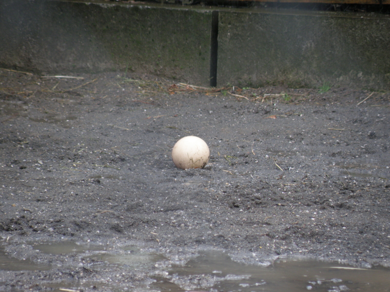f:id:dachos-club:20130510130514j:image