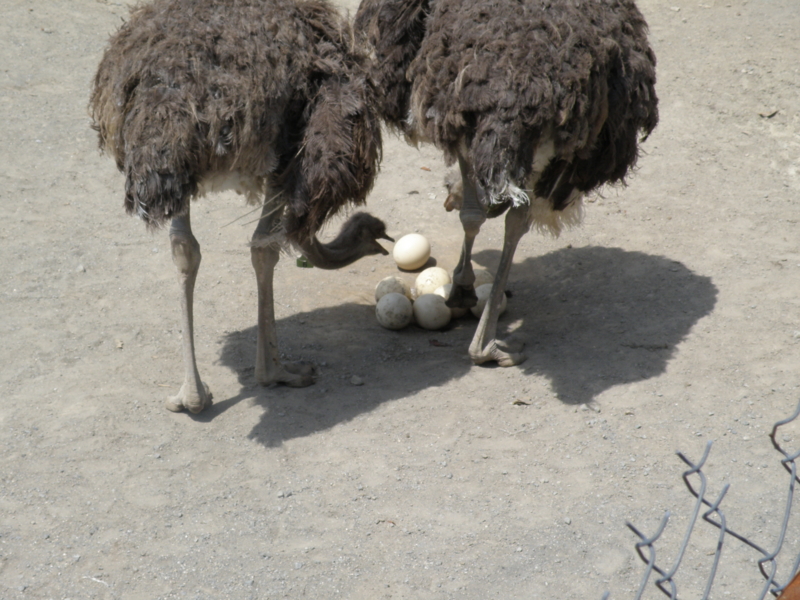 f:id:dachos-club:20130823130951j:image