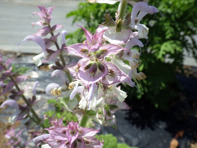 f:id:dachs0290:20180929100514j:plain f:id:dachs0290:20180929100514j:plain