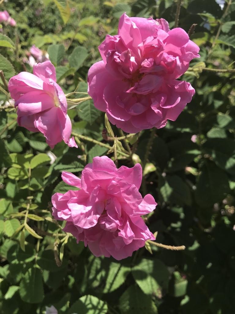 f:id:dachs0290:20180929112017j:plain f:id:dachs0290:20180929112017j:plain