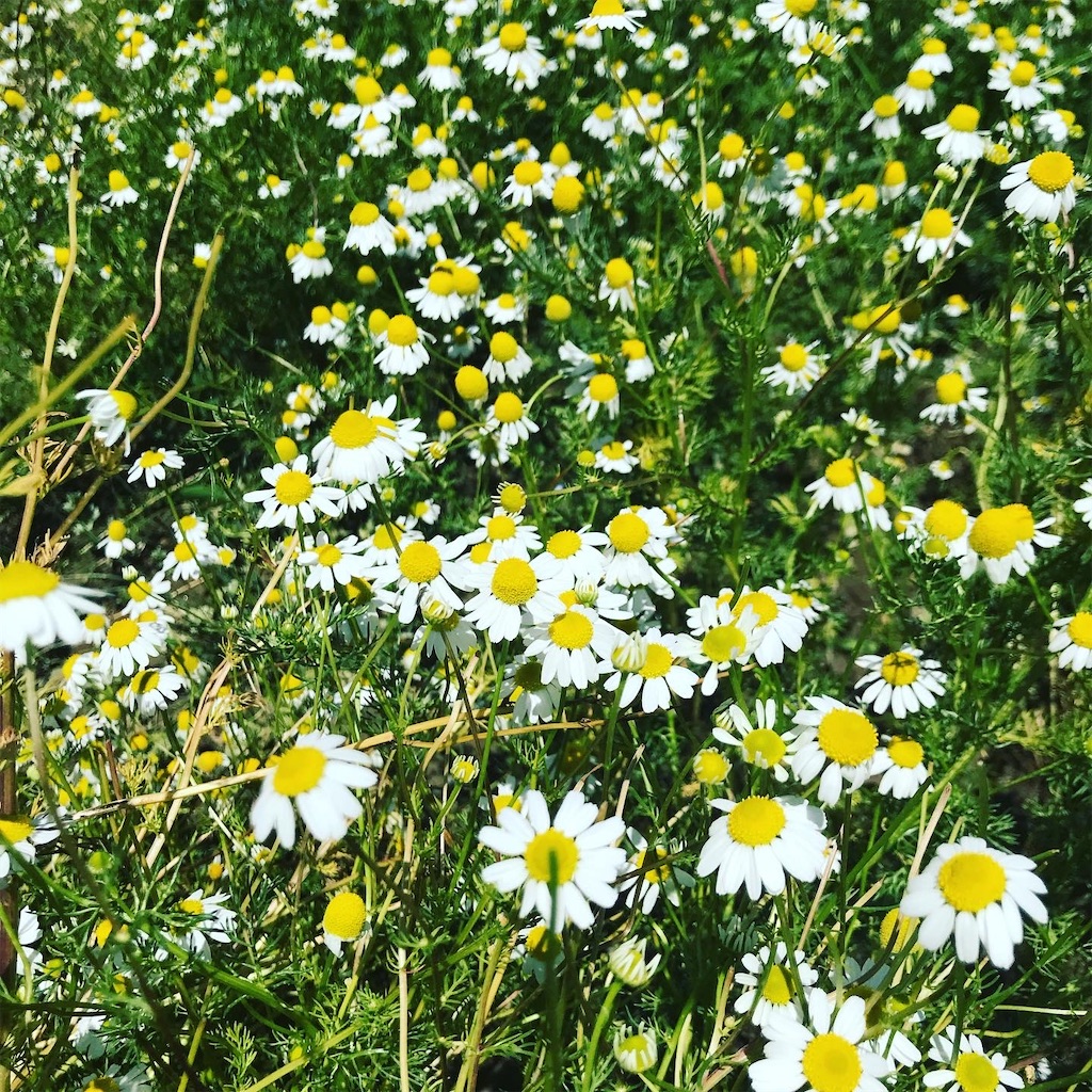 f:id:dachs0290:20201028081356j:image f:id:dachs0290:20201028081356j:image