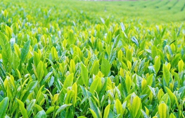 f:id:dacs:20170323233948j:plain:w760