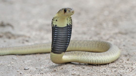 f:id:dacs:20190216134308p:plain:w760