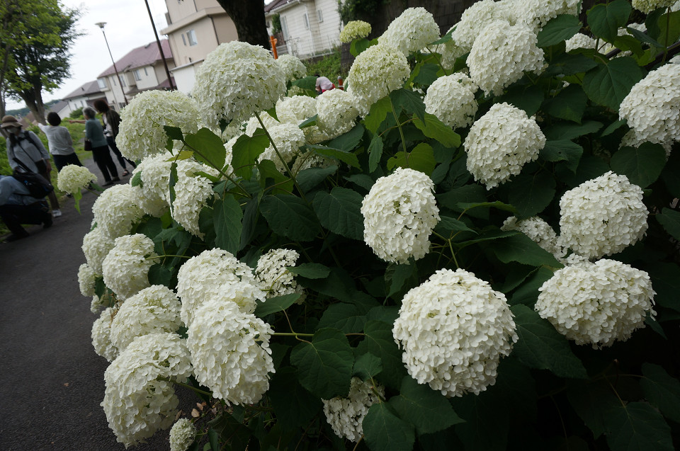 f:id:dad_aslan:20211021194231j:plain