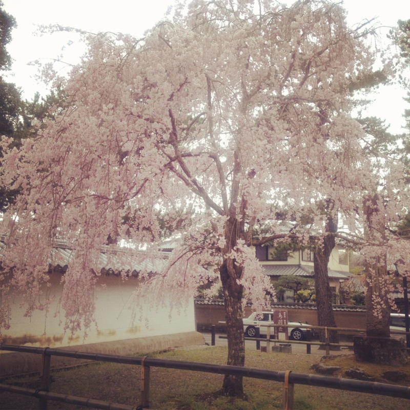 f:id:dadaya1227:20120422195856j:image:w250