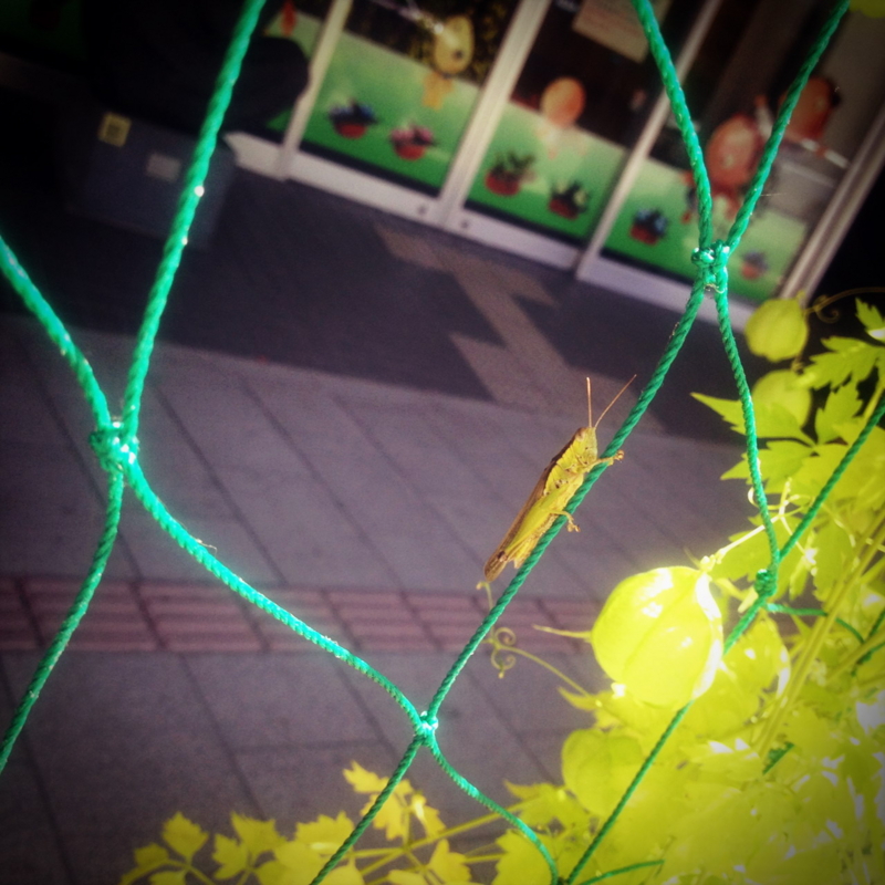 f:id:dadaya1227:20120824143327j:image:w230