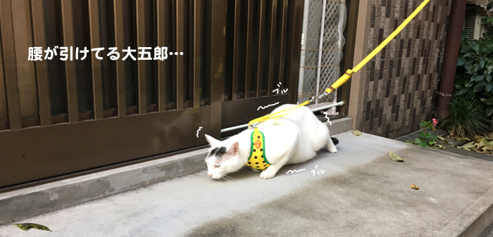 家猫が外へ散歩へ出かけたらヅラ猫はどう変わるの? 家猫が外へ散歩へ出かけたらヅラ猫はどう変わるの?