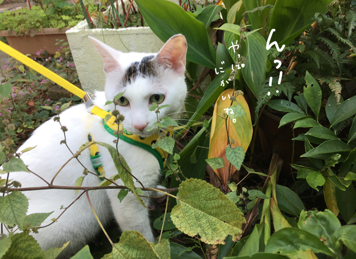 家猫が外へ散歩へ出かけたらヅラ猫はどう変わるの? 家猫が外へ散歩へ出かけたらヅラ猫はどう変わるの?