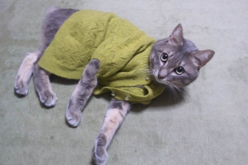 f:id:dai_neko:20191228162528j:plain