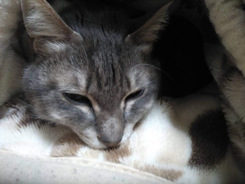 猫さん