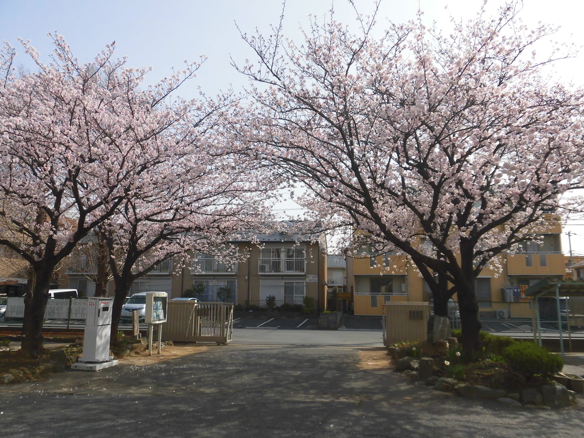 Daibara お別れの日に桜満開! - daibara-jhのブログ