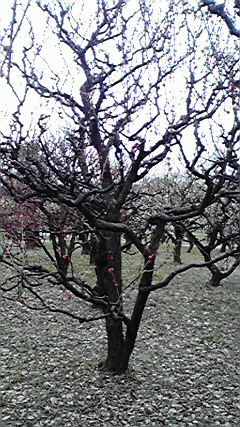 20090222215404