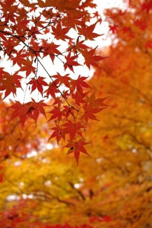 f:id:daichi-55:20091128102247j:image