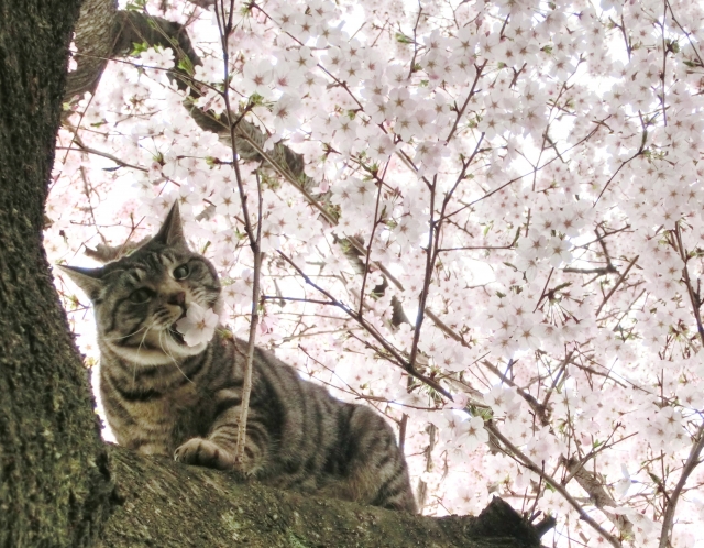 f:id:daichi703n:20160316235554j:plain