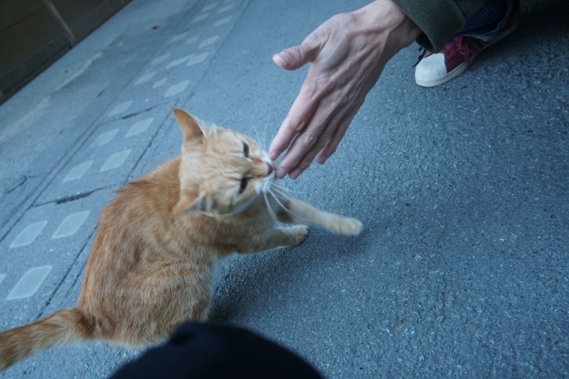 人慣れした猫