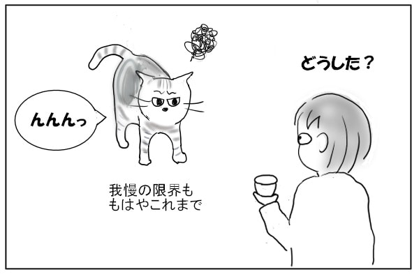 抗議する猫