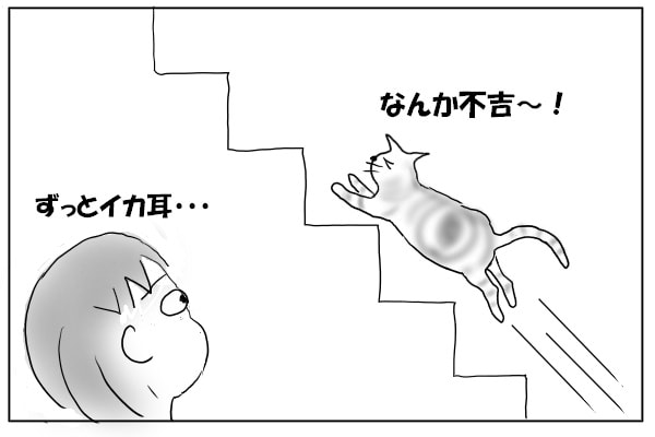 階段を駆け上がる猫