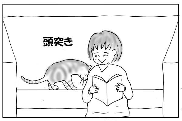 頭突きする猫