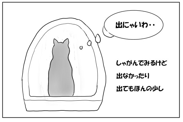 トイレに入る猫