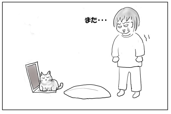 パソコンに乗る猫