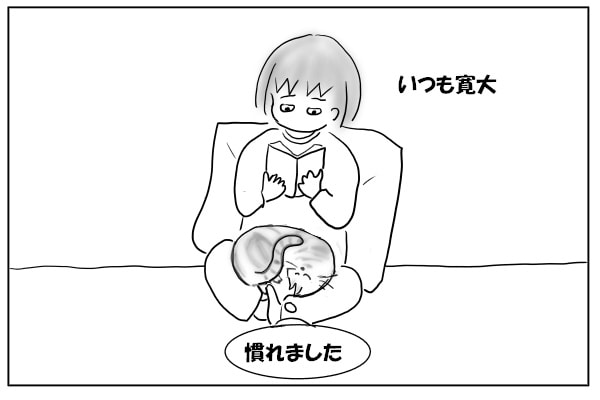 動じない猫