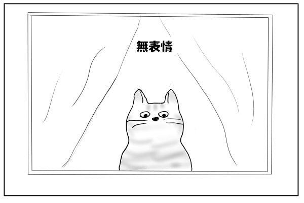 見下ろす猫