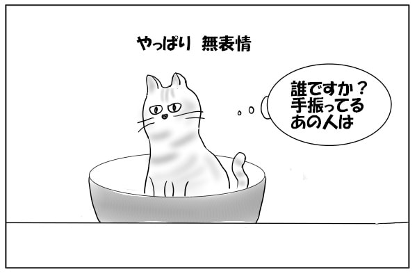 仏頂面の猫