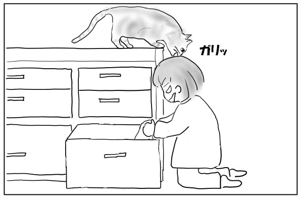 頭をかじる猫