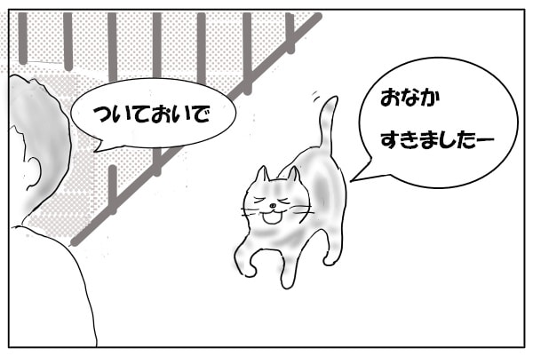 ついてくる猫