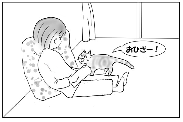 膝に乗りたい猫