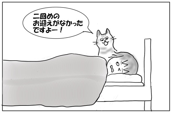 起こしにくる猫