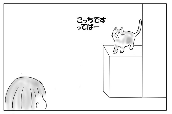 呼びつける猫