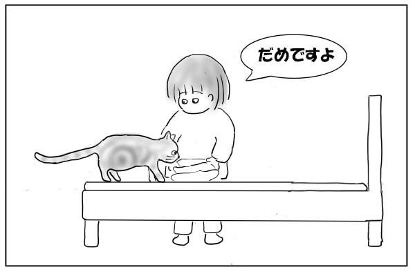 飛び乗る猫